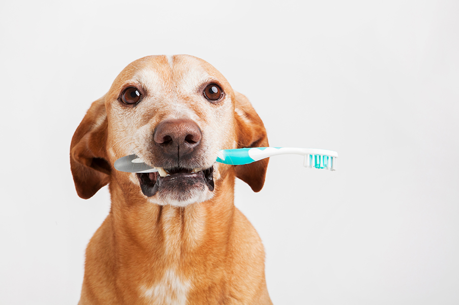 Co zrobić, aby pies miał piękne i zdrowe zęby