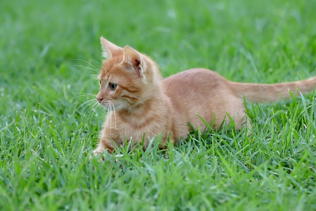 Dlaczego koty jedzą trawę?